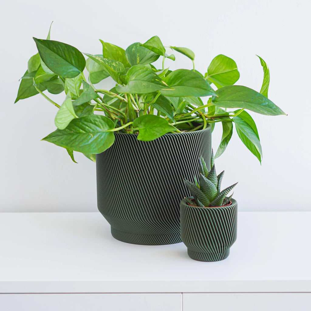 Spruce Planter by Conifer Homewares